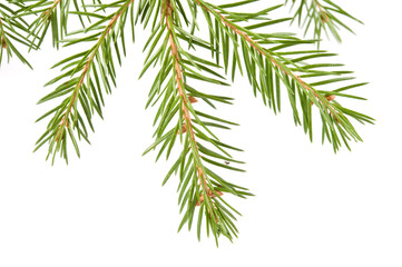  Spruce branch and needles isolated on white background