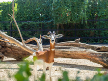 Beautiful Shot Of A Dama Gazelle In A Zoo