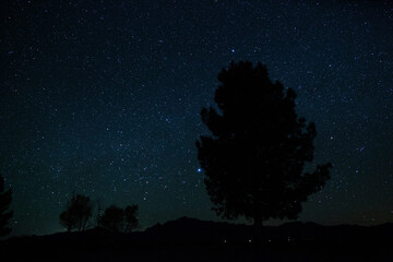 Wall Mural - Clear skies and stars above a lone pine tree