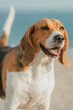 © FRAN VARGAS - Bonito beagle feliz con mirada atenta