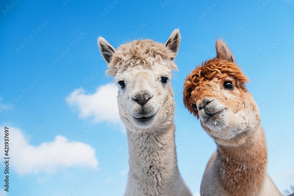 Portrait of two alpacas on the background of blue sky. South American camelid. - obrazy, fototapety, plakaty 