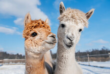 Two Lovely Alpacas In Winter. South American Camelid.