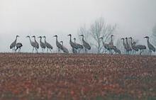 Sandhill Cranes In Cornfields In Indiana.  Goose Pond Fish And Wildlife Area