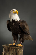 Portrait Whole Body American Bald Eagle Studio Shot Haliaeetus Leucocephalus Bird Of Prey Predator