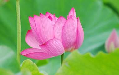 Wall Mural - blooming lotus flower in summer pond with green leaves as background