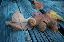 Balls Seeds Sycamore And Leaves. Autumn Concept