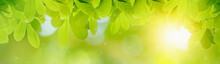 Concept Relaxation And Natural Healing,close-up Light Green Leaves And Sunlight,blurred Backgrounds,beautiful Nature Bokeh In Park,copy Space For Text Input,web Banner And Header Horizontal Panoramic