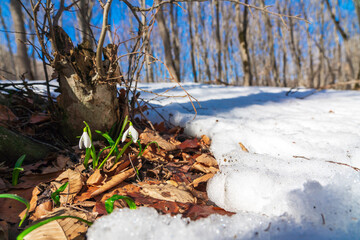 Snowdrops in the spring forest