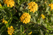 Fotografía horizontal lantana montevidensis amarilla