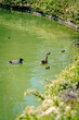 Patos nadando en estanque con pollitos