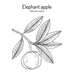 Poster - Elephant apple Dillenia indica , edible plant