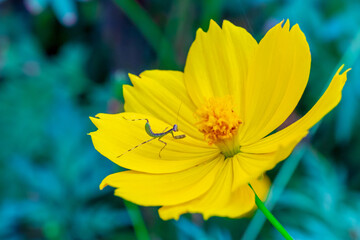 Wall Mural - Focused on small Grasshopper bug on the  Yelllow camomile or chamomile flower with yellow pollen in macro shot.