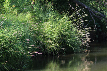 Wall Mural - Green grass and trees in nature in summer