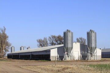 Kansas Pig Farm with the grain bins on the ends of the building with blue sky and green grass that's south of Sterling Kansas USA that's bright and colorful.