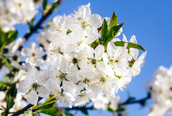 Wall Mural - Nature background concept. White flowers on trees in the rays of sunlight