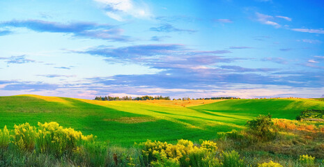 Fotomurales - Beautiful summer colorful rustic pastoral landscape panorama. Tall flowering grass on green meadow at sunrise or sunset with beautiful announcement against blue sky.