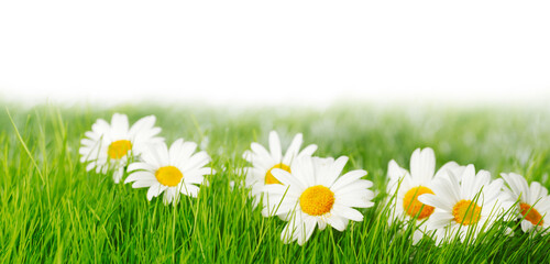 Wall Mural - Spring meadow with daisies