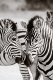 Fototapeta Konie - zebras in zoo