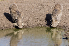 Warthogs Drinking Water On Watering Hole
