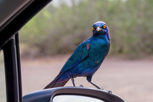 Blue Starling Perched On Car Side Mirror