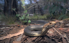 Close-up Of A Highlands Copperhead Snake (Austrelaps Ramsayi) In Forest Habitat, Australia