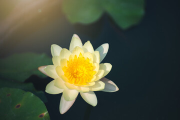 Wall Mural - yellow lotus flower blossom or water lily blooming in pond with sunlight in garden outdoor nature.
