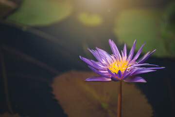 Wall Mural - violet lotus flower blossom or water lily blooming in pond with sunlight in garden outdoor nature.