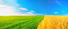 Natural Landscape With Green Grass, Field Of Golden Ripe Wheat And Blue Sky With Horizon Line. Colorful Summer Panorama Of Combination Of Yellow And Green Fields.
