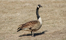 Closeup Shot Of A Goose Perched On The Grass On The Farm
