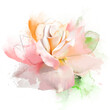Beautiful delicate rose close-up on white macro background. Sketch elements and paint splashes. A gentle gentle airy image in pastel colors