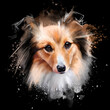 Portrait of a collie dog in close-up on a black background