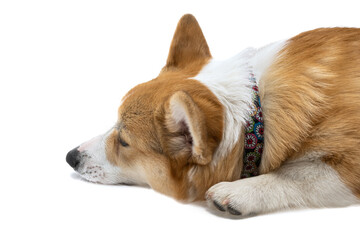 Sticker - corgi puppy isolated