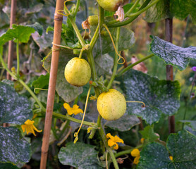 Cucumber crystal lemon fruit growing in summer kitchen garden