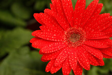 Gerbera With Droplets.