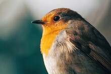 Portrait Of European Robin. Beige And Green Bokeh Background. Photo Is Focused On The Bird's Eye. Close Up Of Robin Redbreast. 