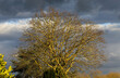 View on bare trees illuminated by bright evening sun with dark black cumulonimbus clouds of approching brewing thunderstorm in springtime, Germany