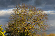 View On Bare Trees Illuminated By Bright Evening Sun With Dark Black Cumulonimbus Clouds Of Approching Brewing Thunderstorm In Springtime, Germany