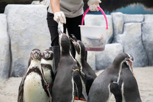 Feeding Penguin With Fish In The Zoo. Closeup Of Hand Wearing Gloves Give Fish To Penguins. Selective Focus