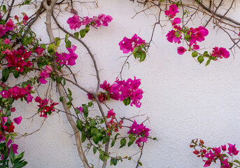 Wall Mural - Flowers on empty stone wall and paved street