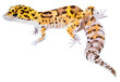 watercolor drawing of Leopard Gecko