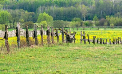 Wall Mural - fence in the field