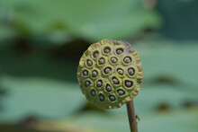 Lotus Seed And Lotus Leaves With Green Background.  