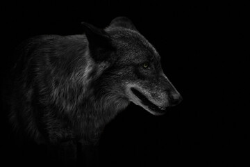 Wall Mural - Close-up side view of an Eastern timber wolf (Canis lupus lycaon) isolated on black background.