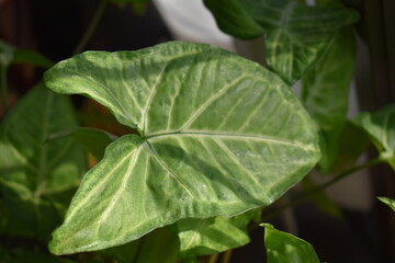 Wall Mural - Plant Leaf