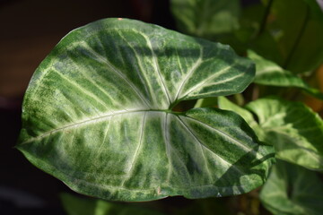 Wall Mural - Plant Leaf in Sunlight