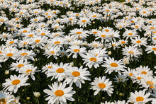 A Field Of Large Flowering Daisies On A Sunny Summer Day