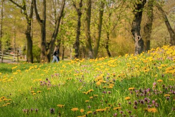 Wall Mural - spring in the park