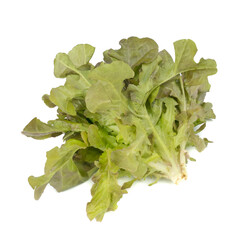 Wall Mural - Red Leaf Lettuce (Lactuca sativa L. ) isolated on white background.Food ingredients in salads or Healthy food concept for weight loss Grown in hydroponics systems.