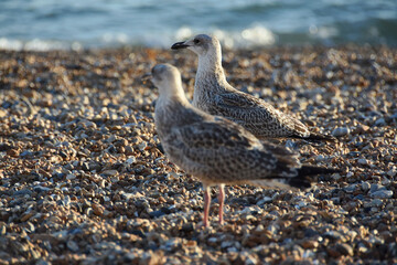 Canvas Print - Closeup shot of seagulls walking on a rocky shore