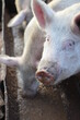 photograph of pink pigs eating food feed from a trough splashing food in pigpen on farm one looking at camera
